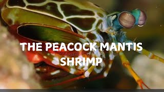 The Peacock Mantis Shrimp [upl. by Sukul]