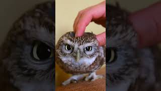 Cute Baby Owl Gets Pampered with a Relaxing Massage 🦉😍💆 babyowl [upl. by Ardisi794]