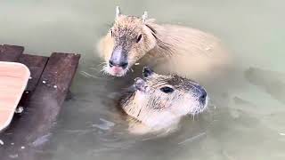 Capybara swimming school capybara [upl. by Barth239]