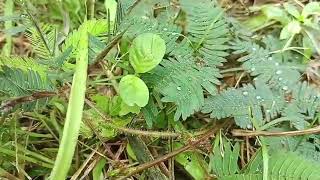 Sensitive plant Mimosa pudica its unique ability to respond to touch by folding its leaves [upl. by Hgielrak]