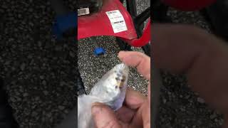 Troy Bilt Pressure Washer Unload Valve [upl. by Dyrrej]