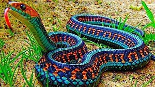 10 Most Beautiful Snakes In The World [upl. by Haon]