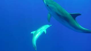 Nager avec les dauphins et les baleines [upl. by Kung]