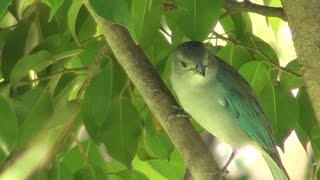 Pájaro Choguy en armonía con el Arpa Paraguaya [upl. by Elletnohs]