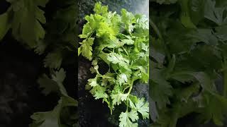 Coriander  Coriandrum sativum [upl. by Grenville]