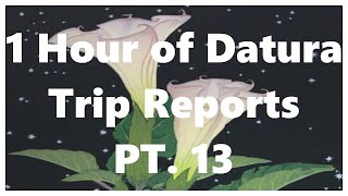 1 Hour of Datura Trip Reports Part 13 [upl. by Anaoj]