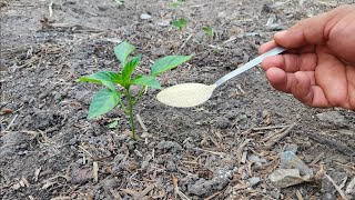 Fertilizante Orgánico Natural para¡ ALIMENTAR tus plantas de pimientos tomates pepinos berenjenas [upl. by Akenal924]