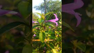 Barleria Cristata Flowers  డిసంబ్రాలు  MM VLOGS TELUGU [upl. by Silisav]