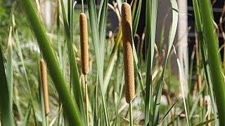 Useful Plant  Cattail [upl. by Dumanian621]