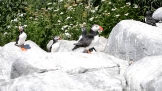 The Call of the Puffins [upl. by Mcferren701]