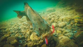 How To Catch Bass With Plastic Worms  Amazing Underwater Footage [upl. by Niltiak795]