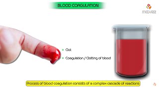 Physiology of Blood coagulation Animation  Extrinsic and intrinsic pathway [upl. by Clarey103]