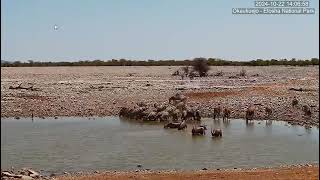 Burchells Zebras and Oryxes [upl. by Wardle]