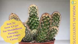 How To Grow amp Care For Mammillaria Elongata ‘Lady Finger Cactus’ [upl. by Hopper]