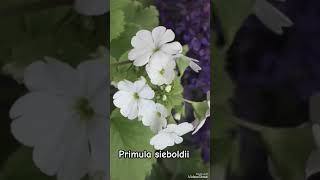 Primula sieboldii winter Season flower Mainly Hilly area friends minivlog viralvideo flowers [upl. by Grinnell656]