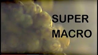 SUPER MACRO VIDEO Ostracod Algae Eaters super fast swimmers legs 2400 rpm Eucypris virens [upl. by Ailb]