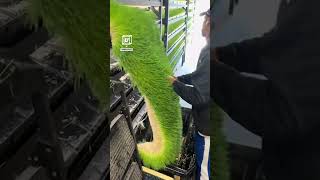 Harvesting hydroponic fodder 🌾🐷 🎥 TikTok  farmboxfoods [upl. by Annahavas]