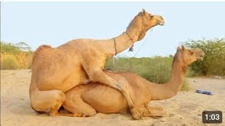 more Camel eating style village viralvideo [upl. by Glassman499]