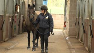 Rehomed rescue horse Charlie helps teach students [upl. by Odicalp]