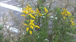 Late guldenroede Solidago gigantea  20130813 [upl. by Leggett]