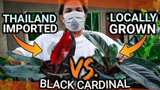 THAILAND VS LOCAL PHILODENDRON BLACK CARDINAL WHICH IS BETTER plantzilla bhl [upl. by Haakon]