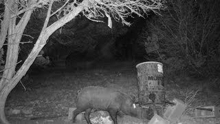 Texas Hill Country Hogzilla verses Moultrie Feeder [upl. by Searby]