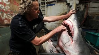 MAKO SHARK caught in California is 11 feet long possibly world recordMako Shark [upl. by Nnyledam616]