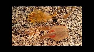 Triops with exuvia shed skin [upl. by Anasus]