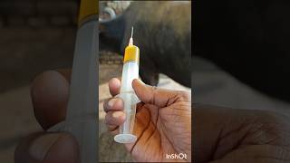 Intramuscular injection in jugular vein of Buffalo ampcowPKviralvideovillagevillagelifestyle [upl. by Egwin]