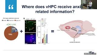 A ThalamicVentral Hippocampal Circuit That Supports AnxietyRelated Behavior [upl. by Debra825]