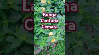 Bunga Lantana Cemara kebunpandu lantanacamara lantana bungalantana [upl. by Helli]