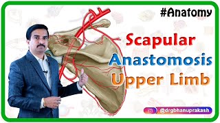 Scapular Anastomosis  Upper Limb Gross Anatomy  Dr G Bhanu Prakash [upl. by Ettennad]