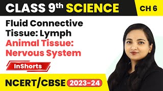 Fluid Connective Tissue Lymph Animal Tissue Nervous System  Class 9 Biology Chapter 6  Tissues [upl. by Neomah378]