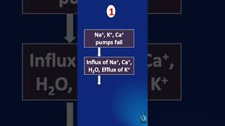 Shorts  118 IschemiaReperfusion Injury IRI  What happens during the ischemia phase [upl. by Irma]