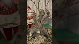 My Oak bonsai with fall color A relaxing rewiring [upl. by Brody]