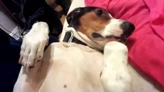 Jax Morning Belly Rub Treeing Walker Coonhound [upl. by Nessim239]