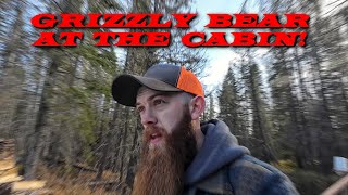 Grizzly Bear Break In At The Cabin [upl. by Ellynn561]