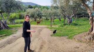 Cogiendo estacas pa hacer un corral al gallo la docena de huevos a 5€ [upl. by Ardath354]