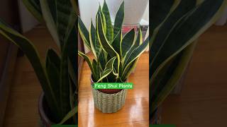 Feng shui plants  the snake plant reduces condensation mould fengshui fengshuiplants snakeplant [upl. by Aitsirk]