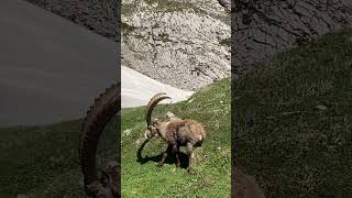 Wunderschön Steinböcke geniesen die Ruhe🙏mein Kanal🫶Bergwelt Schweiz🇨🇭🫶 [upl. by Hahn250]