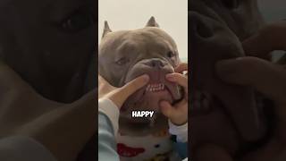 Gentle bully dog shortvideo animals healing pets dog cute love shortvideo shorts [upl. by Arba778]