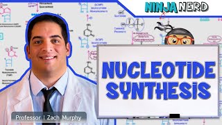 Metabolism  Nucleotide Synthesis  Purine amp Pyrimidine Synthesis [upl. by Yancy]