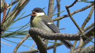 4K Mésange Charbonnière jeune cri [upl. by Peck]