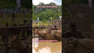 Pacu Jawi cowracing short budayaindonesia cow race [upl. by Glasgo]