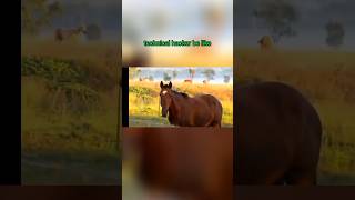 horse in free fire free fire gaming video freefire battleroyalegame mobileroyale [upl. by Terag]