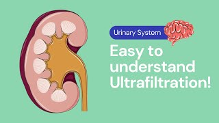 Ultrafiltration in the Kidney  Excretion [upl. by Nnayrb]