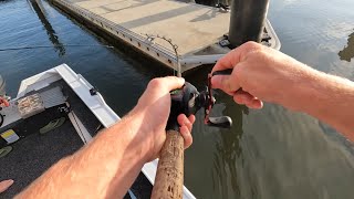 Chasing mangrove jacks  Coomera Gold Coast [upl. by Unni26]