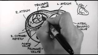 Anatomy of the Heart Valves [upl. by Aierb]