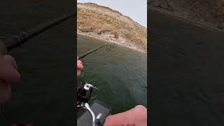 Beautiful Lake Diefenbaker Rainbow Trout nature fishing [upl. by Mike]