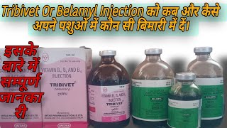 Tribivet injection vs Belamyl injection apne pashuon me kaise🔥🔥 upyog kren cow buffalo farming [upl. by Niroc]